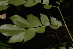 Pararchidendron pruinosum