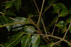 Pararchidendron pruinosum