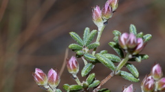 Indigofera concava