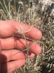 Convolvulus calvertii