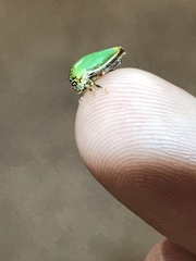 Stictopelta marmorata