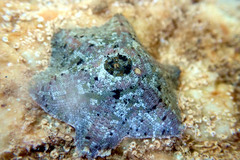 Meridiastra occidens