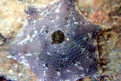 Meridiastra occidens