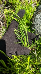 Diphasiastrum sitchense