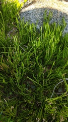 Diphasiastrum sitchense