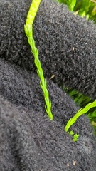 Diphasiastrum sitchense