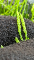 Diphasiastrum sitchense