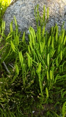 Diphasiastrum sitchense