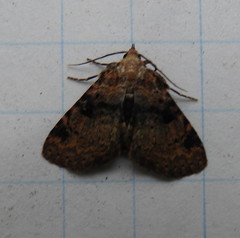 Metalectra quadrisignata