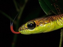 Dendrelaphis caudolineatus