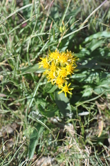 Solidago virgaurea minuta