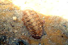 Ischnochiton cariosus