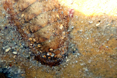 Ischnochiton cariosus