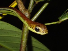 Dendrelaphis caudolineatus