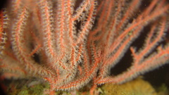 Leptogorgia chilensis