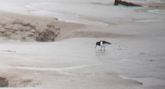 Haematopus ostralegus