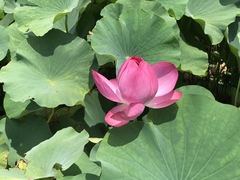 Nelumbo