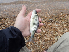 Morone mississippiensis