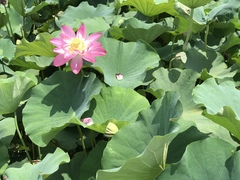 Nelumbo