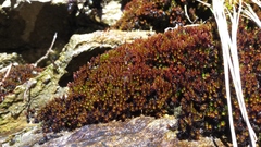 Imbribryum alpinum