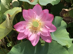 Nelumbo