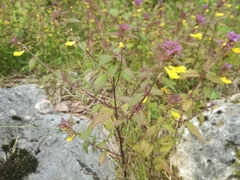 Melampyrum italicum