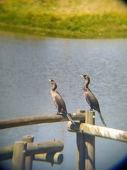 Nannopterum brasilianum