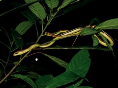 Dendrelaphis caudolineatus