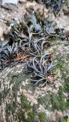 Pelvetia canaliculata