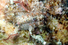 Acanthochitona bednalli