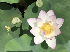 Nelumbo