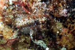 Acanthochitona bednalli