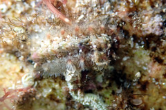 Acanthochitona bednalli