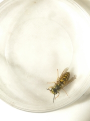 Vespula germanica