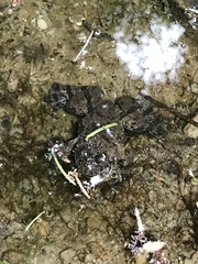 Bombina variegata pachypus