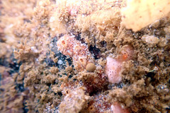 Botryllus