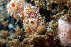 Botryllus
