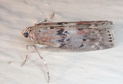 Sciota virgatella