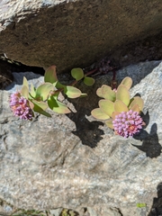 Hylotelephium anacampseros