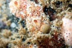 Botryllus