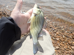 Morone mississippiensis