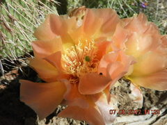 Opuntia polyacantha polyacantha