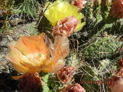 Opuntia polyacantha polyacantha