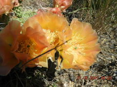 Opuntia polyacantha polyacantha
