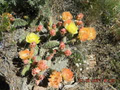 Opuntia polyacantha polyacantha