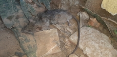 Rattus rattus