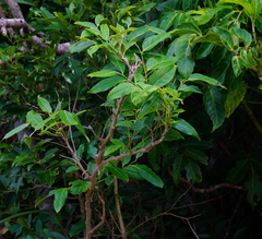 Glochidion lanceolatum