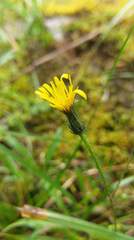 Picris hieracioides morrisonensis