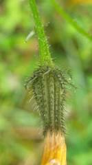 Picris hieracioides morrisonensis