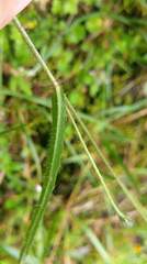 Picris hieracioides morrisonensis